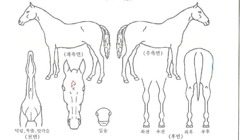 ���ǹٴ��� ����,���,�޸�,�λ�,�ٸ��� Ư¡����