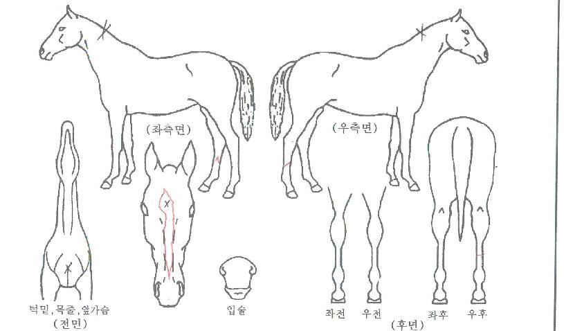 ���͹̹��� ����,���,�޸�,�λ�,�ٸ��� Ư¡����