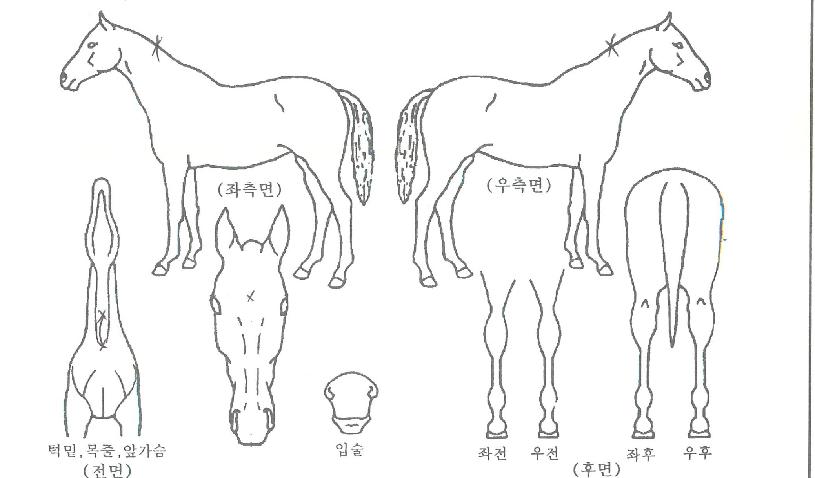 �����ڸ��� ����,���,�޸�,�λ�,�ٸ��� Ư¡����