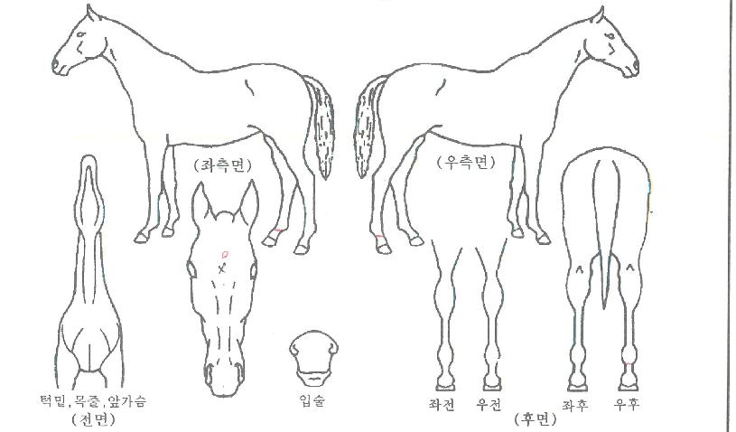 õ������ ����,���,�޸�,�λ�,�ٸ��� Ư¡����