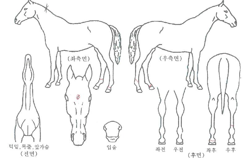 ¿ùµå½½·¥ÀÇ Ãø¸é,¿ì¸é,µÞ¸é,µÎ»ó,´Ù¸®ÀÇ Æ¯Â¡µµÇØ