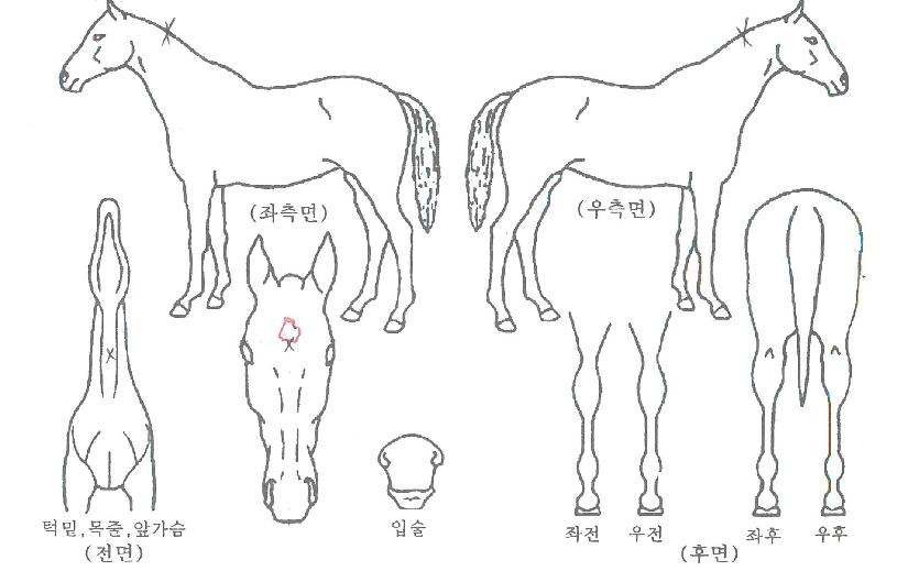 ºñÄÉÀÌÁ¸ÀÇ Ãø¸é,¿ì¸é,µÞ¸é,µÎ»ó,´Ù¸®ÀÇ Æ¯Â¡µµÇØ