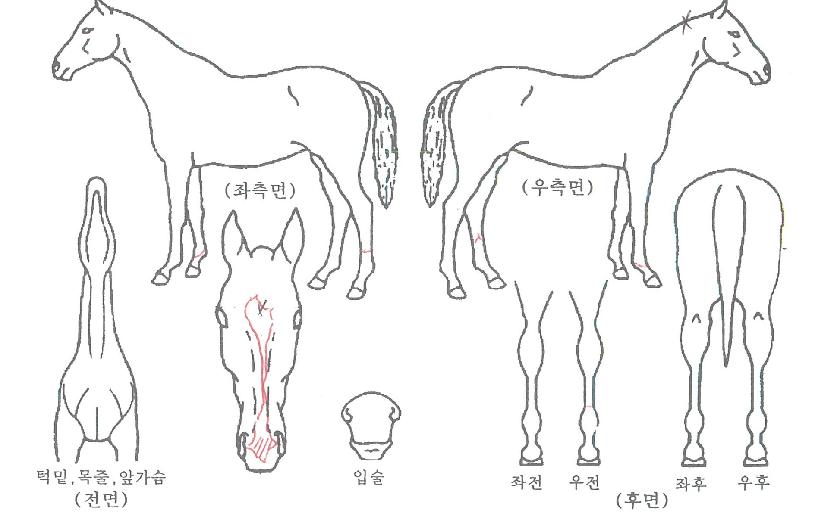 ������Ƶ��� ����,���,�޸�,�λ�,�ٸ��� Ư¡����