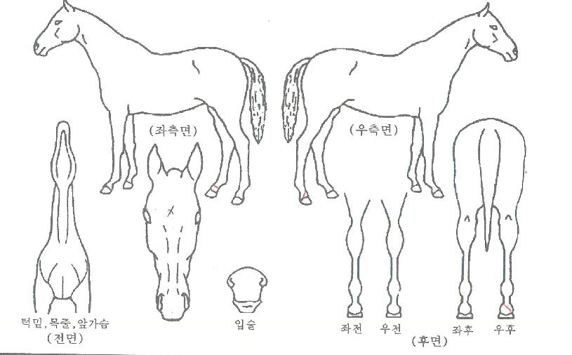 �׸��ŵ��� ����,���,�޸�,�λ�,�ٸ��� Ư¡����