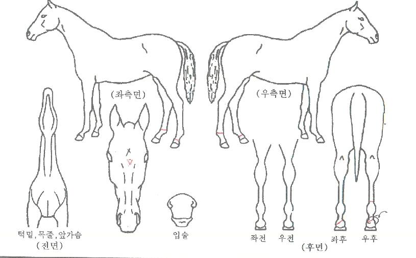 �ǹ����μ��ڸ��� ����,���,�޸�,�λ�,�ٸ��� Ư¡����