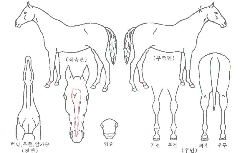 �̽������������ڸ��� ����,���,�޸�,�λ�,�ٸ��� Ư¡����