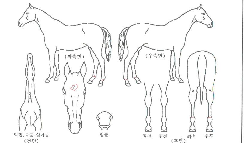 ����Ʈ��Ʈ�� ����,���,�޸�,�λ�,�ٸ��� Ư¡����