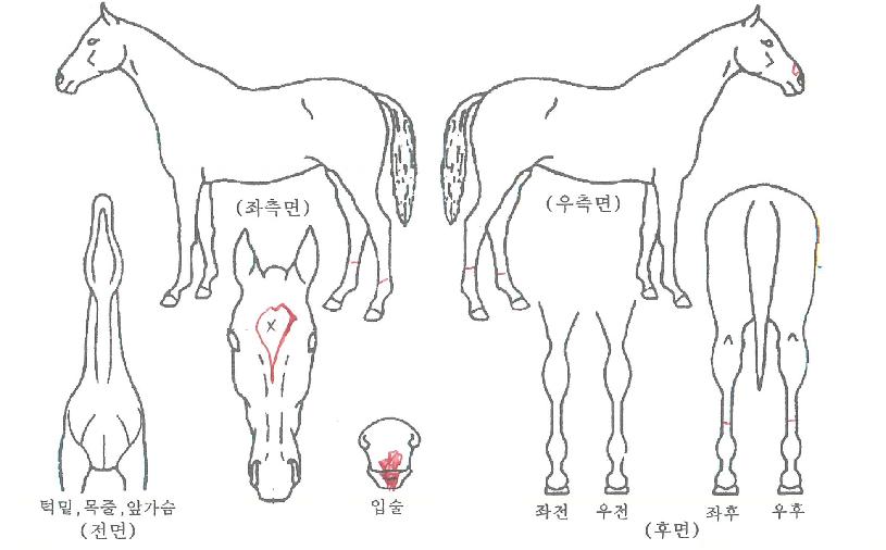 ���̳��ͷ����ڸ��� ����,���,�޸�,�λ�,�ٸ��� Ư¡����