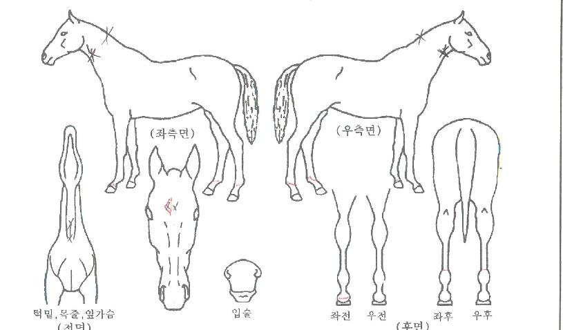 ¹æÅº¸¶ÀÇ Ãø¸é,¿ì¸é,µÞ¸é,µÎ»ó,´Ù¸®ÀÇ Æ¯Â¡µµÇØ