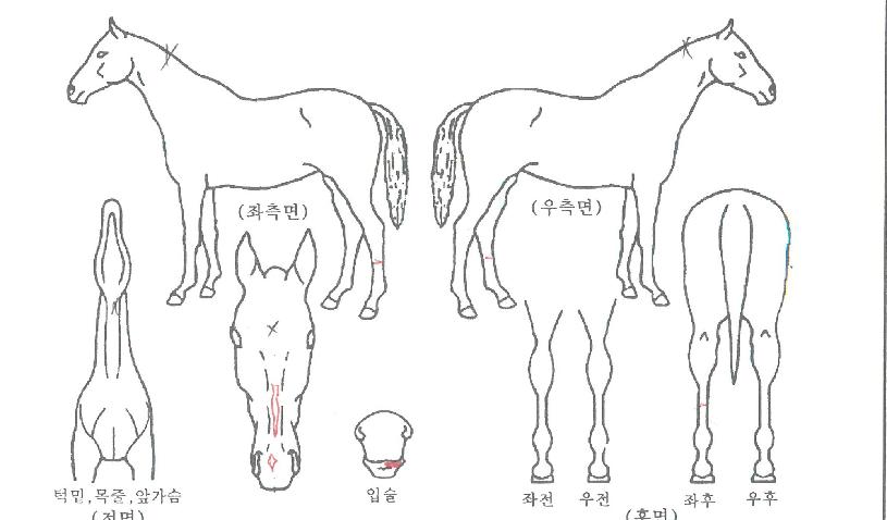 �и��𿡾��� ����,���,�޸�,�λ�,�ٸ��� Ư¡����