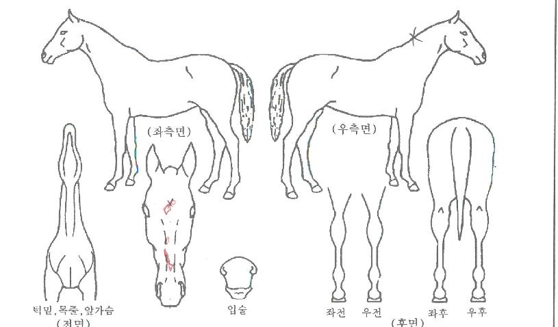 �ʵ���Ʈ��Ʈ�� ����,���,�޸�,�λ�,�ٸ��� Ư¡����