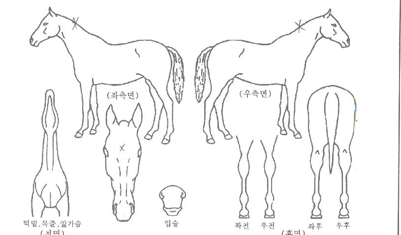 ¼±¶óÀÌÁîÄýÀÇ Ãø¸é,¿ì¸é,µÞ¸é,µÎ»ó,´Ù¸®ÀÇ Æ¯Â¡µµÇØ