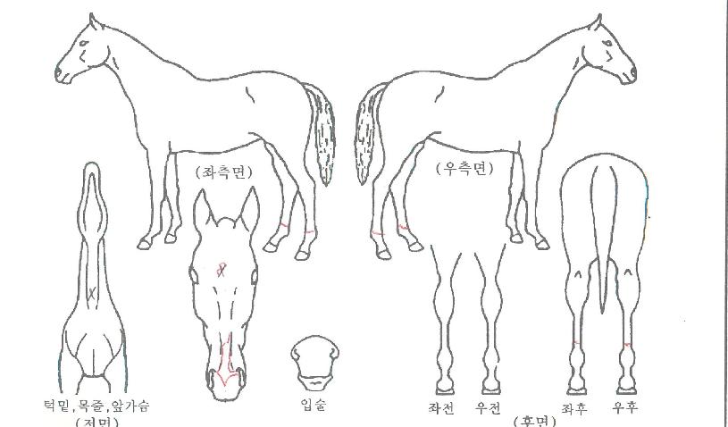 �׷���Ʈ���� ����,���,�޸�,�λ�,�ٸ��� Ư¡����