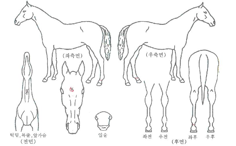 ±×·£µåÁúÁÖÀÇ Ãø¸é,¿ì¸é,µÞ¸é,µÎ»ó,´Ù¸®ÀÇ Æ¯Â¡µµÇØ