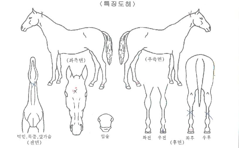 ½ºÆ®¶óÀ̵å¾÷ÀÇ Ãø¸é,¿ì¸é,µÞ¸é,µÎ»ó,´Ù¸®ÀÇ Æ¯Â¡µµÇØ