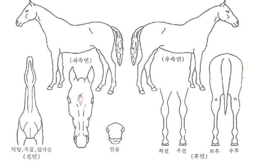 ºñÄÉÀ̶óÀÌ´õÀÇ Ãø¸é,¿ì¸é,µÞ¸é,µÎ»ó,´Ù¸®ÀÇ Æ¯Â¡µµÇØ