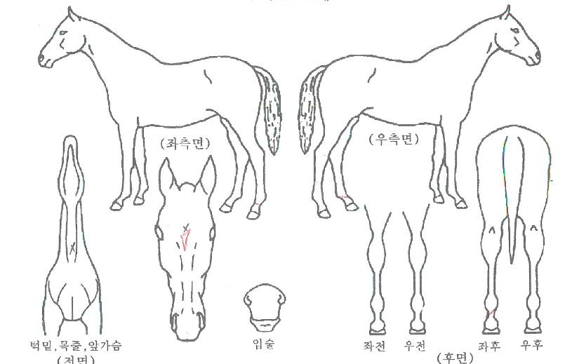 �̽����ڸ��� ����,���,�޸�,�λ�,�ٸ��� Ư¡����