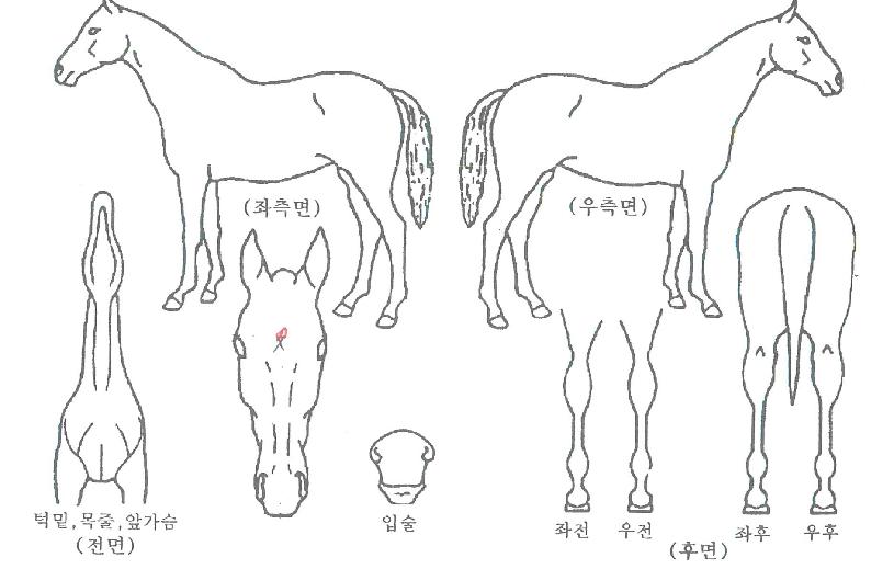 Ç®¹®½ºÄ«ÀÌÀÇ Ãø¸é,¿ì¸é,µÞ¸é,µÎ»ó,´Ù¸®ÀÇ Æ¯Â¡µµÇØ