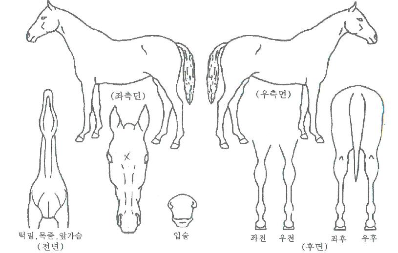 ����ȣ���� ����,���,�޸�,�λ�,�ٸ��� Ư¡����