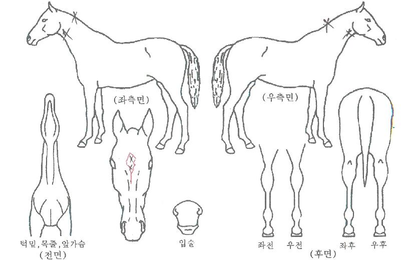 �����Ʈ�ڸ��� ����,���,�޸�,�λ�,�ٸ��� Ư¡����