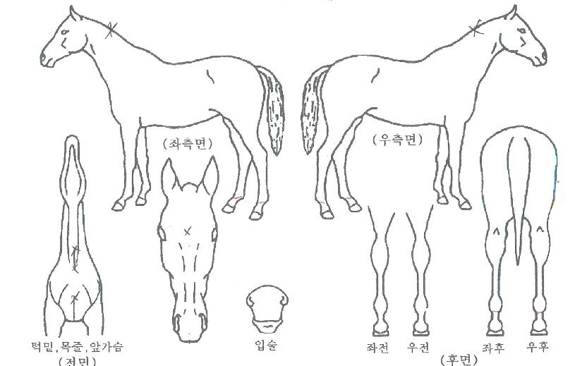 ����Ǯ����� ����,���,�޸�,�λ�,�ٸ��� Ư¡����