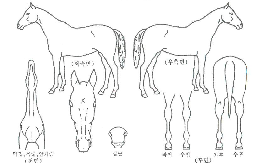 ����Ǯ�������� ����,���,�޸�,�λ�,�ٸ��� Ư¡����