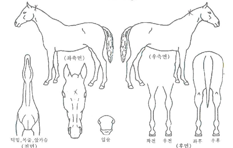 ���ǵ彺���� ����,���,�޸�,�λ�,�ٸ��� Ư¡����