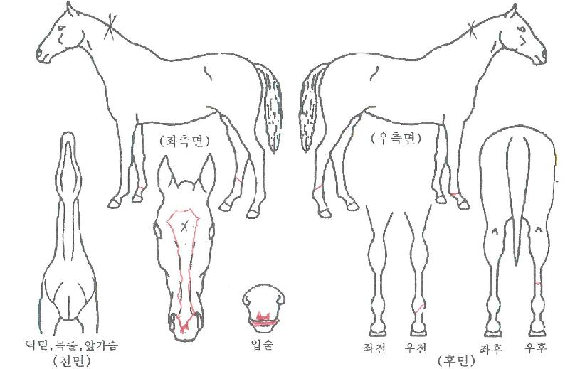 ����ǮƮ�罺�� ����,���,�޸�,�λ�,�ٸ��� Ư¡����