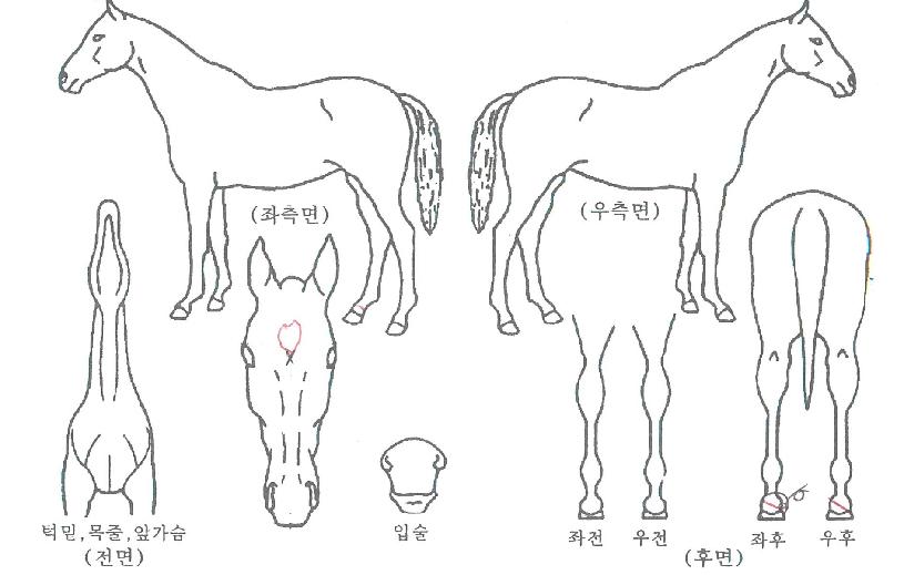 ÅÂÈïȲÁ¦ÀÇ Ãø¸é,¿ì¸é,µÞ¸é,µÎ»ó,´Ù¸®ÀÇ Æ¯Â¡µµÇØ