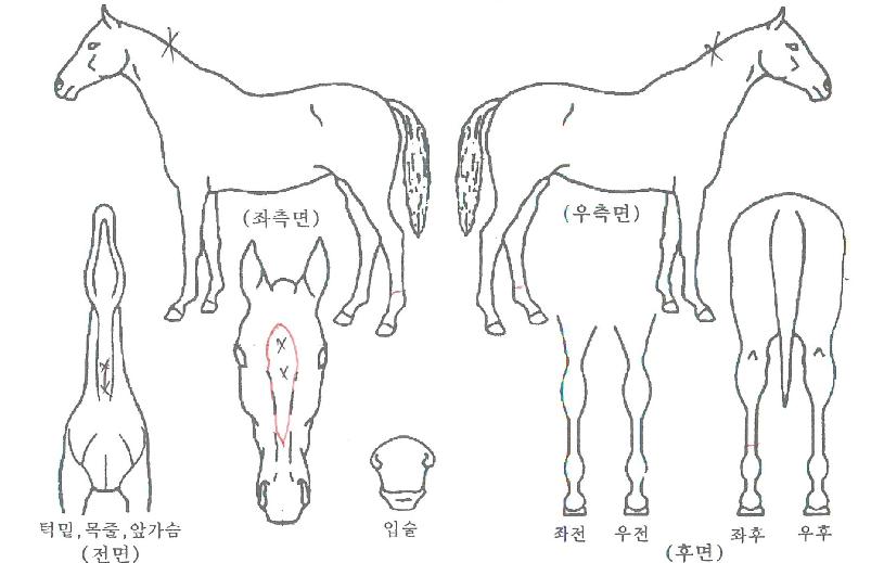 Á¦ÀÌÄßÀÇ Ãø¸é,¿ì¸é,µÞ¸é,µÎ»ó,´Ù¸®ÀÇ Æ¯Â¡µµÇØ