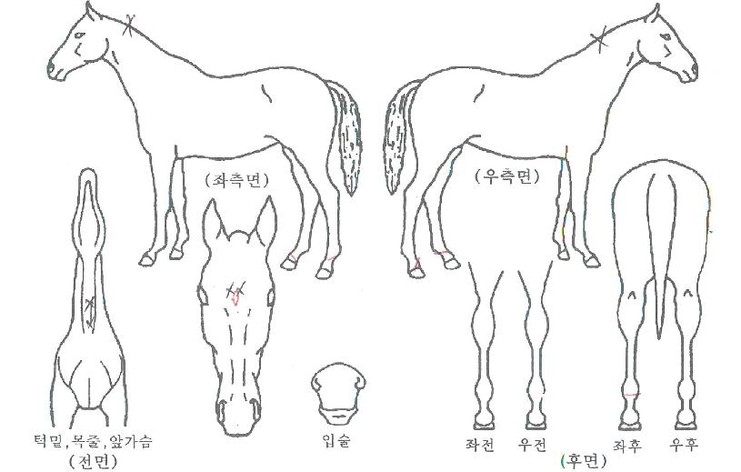 �ķ��þ��� ����,���,�޸�,�λ�,�ٸ��� Ư¡����