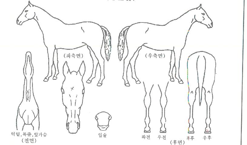 �ְ��¾��� ����,���,�޸�,�λ�,�ٸ��� Ư¡����