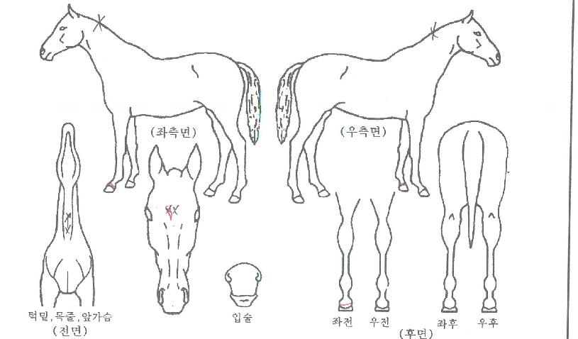 ·¹Àüµå¿Àºê°ÉÀÇ Ãø¸é,¿ì¸é,µÞ¸é,µÎ»ó,´Ù¸®ÀÇ Æ¯Â¡µµÇØ