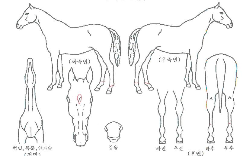 ÇѶóȲÈÄÀÇ Ãø¸é,¿ì¸é,µÞ¸é,µÎ»ó,´Ù¸®ÀÇ Æ¯Â¡µµÇØ