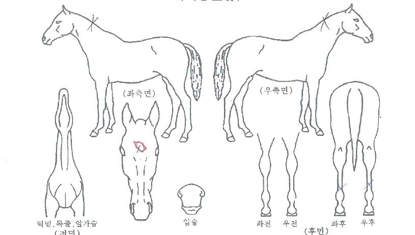 ·¹ÀÎÀÇ Ãø¸é,¿ì¸é,µÞ¸é,µÎ»ó,´Ù¸®ÀÇ Æ¯Â¡µµÇØ