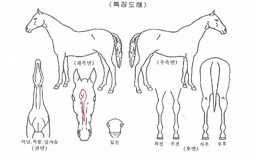 ÃÖ°¸ÅÁ÷ÀÇ Ãø¸é,¿ì¸é,µÞ¸é,µÎ»ó,´Ù¸®ÀÇ Æ¯Â¡µµÇØ