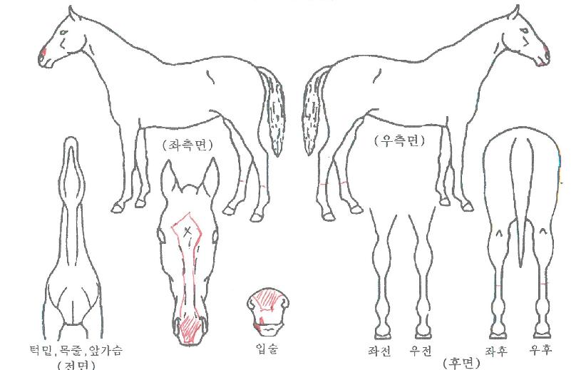 ÇÇÄÉÀ̱ºÁÖÀÇ Ãø¸é,¿ì¸é,µÞ¸é,µÎ»ó,´Ù¸®ÀÇ Æ¯Â¡µµÇØ