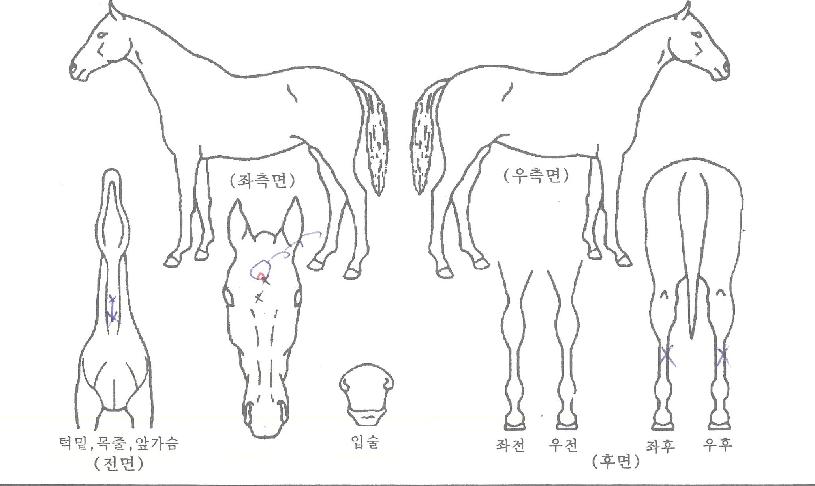 �ְ������� ����,���,�޸�,�λ�,�ٸ��� Ư¡����