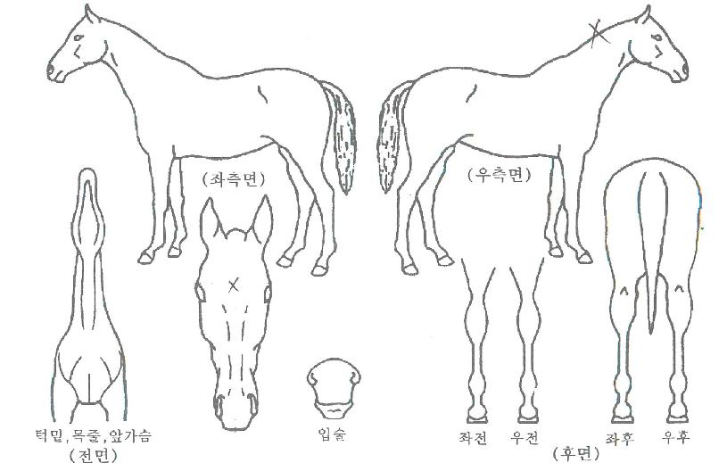 ½ÅÀÇÃູÀÇ Ãø¸é,¿ì¸é,µÞ¸é,µÎ»ó,´Ù¸®ÀÇ Æ¯Â¡µµÇØ