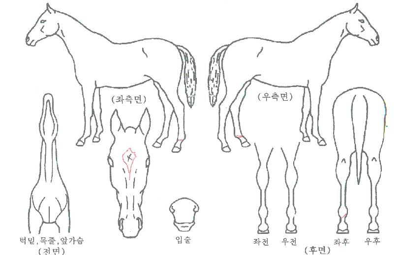 ¸Þ´ÏÄýÀÇ Ãø¸é,¿ì¸é,µÞ¸é,µÎ»ó,´Ù¸®ÀÇ Æ¯Â¡µµÇØ