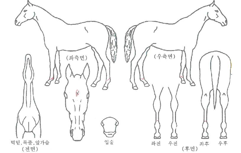 ±Ý°Ä¥º¸ÀÇ Ãø¸é,¿ì¸é,µÞ¸é,µÎ»ó,´Ù¸®ÀÇ Æ¯Â¡µµÇØ