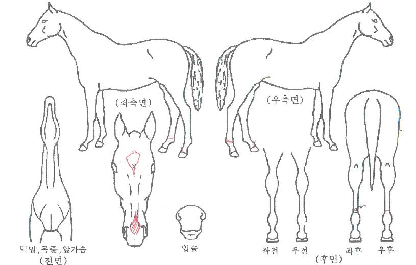 õ���Ǳ����� ����,���,�޸�,�λ�,�ٸ��� Ư¡����