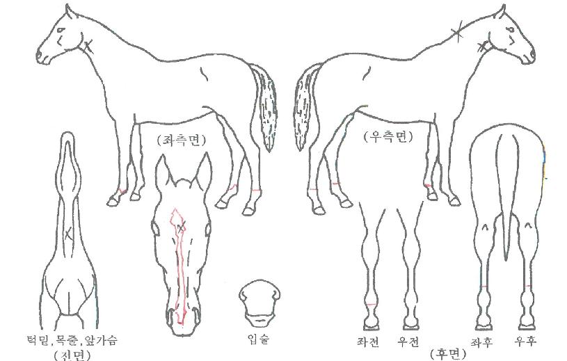 ºñ»ç¿¬ÀÇ Ãø¸é,¿ì¸é,µÞ¸é,µÎ»ó,´Ù¸®ÀÇ Æ¯Â¡µµÇØ