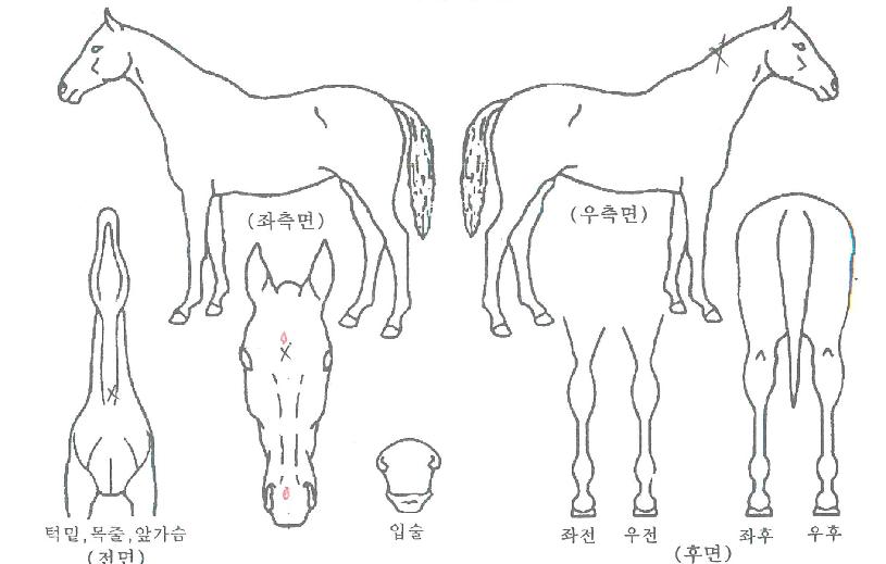 »çÅä·Î¿ÀÇ Ãø¸é,¿ì¸é,µÞ¸é,µÎ»ó,´Ù¸®ÀÇ Æ¯Â¡µµÇØ