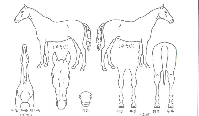 �ʽ��÷��� ����,���,�޸�,�λ�,�ٸ��� Ư¡����