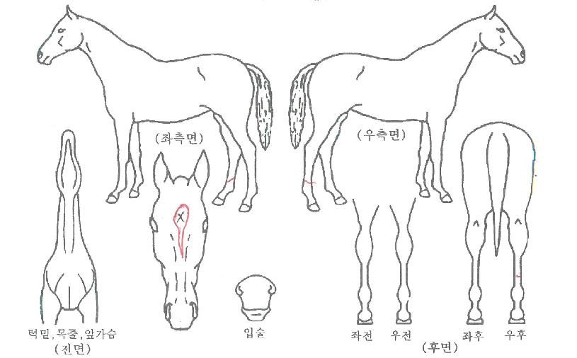 ¶ó¿ÂÄÀÇ Ãø¸é,¿ì¸é,µÞ¸é,µÎ»ó,´Ù¸®ÀÇ Æ¯Â¡µµÇØ