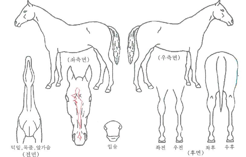 ����ؿ����ڸ��� ����,���,�޸�,�λ�,�ٸ��� Ư¡����