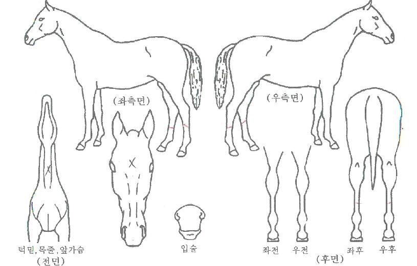 ¶ó¿ÂÁ¶ÀÌÀÇ Ãø¸é,¿ì¸é,µÞ¸é,µÎ»ó,´Ù¸®ÀÇ Æ¯Â¡µµÇØ