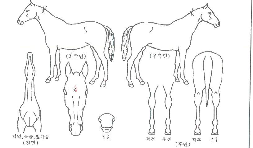 °ñµçÁúÁÖÀÇ Ãø¸é,¿ì¸é,µÞ¸é,µÎ»ó,´Ù¸®ÀÇ Æ¯Â¡µµÇØ