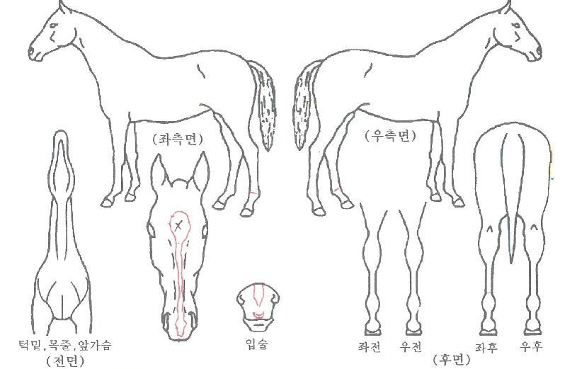 ¸ÅÄ¡À§³ÊÀÇ Ãø¸é,¿ì¸é,µÞ¸é,µÎ»ó,´Ù¸®ÀÇ Æ¯Â¡µµÇØ